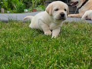 Labrador weiß / gelb mit Ahnentafel u. Züchternachweis - Wittenberg (Lutherstadt)