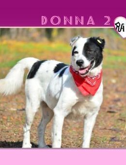 Donna 2 - Familie gesucht! - Alfeld (Leine)