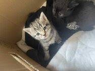 BKH / EKH Mischlingskätzchen - Handaufzucht - Kitten - Stubenrein und erzogen - Stuttgart