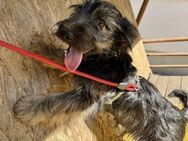 Teddy sucht ein Zuhause - Elsenfeld