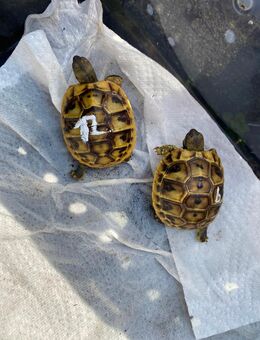 Griechische Landschildkröten suchen ein neues Zuhause! - Oberhausen