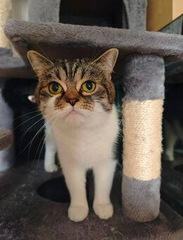 wundenschoene Katze - Düsseldorf