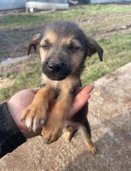 B701 gibst du mir einen Namen und ein Kö - Neuberg