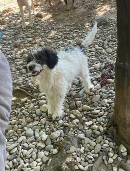 Kelvin möchte Tierheim verlassen - Schwabach