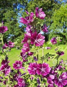 Samen Malva sylvestris Mauretanische Malve insektenfreundlich - Euskirchen