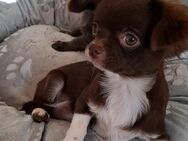 Chihuahua Welpen - Forchheim (Bayern)