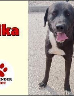 Labrador Mischling Klika sucht Familie - Margetshöchheim