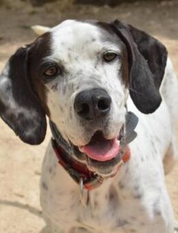 Luna ist aktiv - Donaueschingen