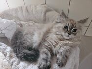 3 Reinrassige Perser.kitten - Warder