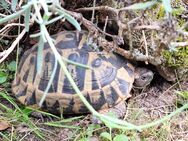 Landschildkröten/hercegovinensis 1.4 - Kassel