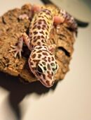 Leopardgecko Nachzucht wird verkauft. in 07545