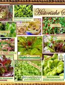 ♥ Bio Historische Salate Samen Alte Sorten Gemüse Tulpenstolz,rot,grün,bunt samenfest,Garten Rauke Zichorie Chicorée Erdbeer-Spinat in 22457