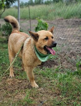 Liebevolle Brauni - Essen