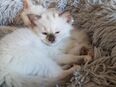 Heilige Birma Kitten in 45731