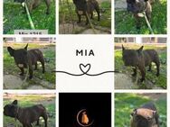 MIA PP Zauberhaftes Mädel sucht Zuhause - Neustadt (Rübenberge)