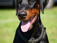 Männlicher Dobermann-Welpe aus der Di Fahinera Zucht - Berlin Friedrichshain-Kreuzberg