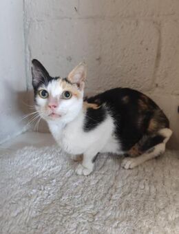 Schmusekatze Caro aus dem Tierschutz - Grevenbroich