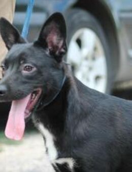 Purci Mix Rüde ca.1 Jahr alt Ungarn - Reutlingen