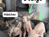 Sphinx Kitten - Wolfenbüttel