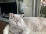 BKH Kater zu verkaufen | Britisch Kurzhaar - Essen