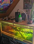 Regenwald Terrarium komplett ohne tier in 86609