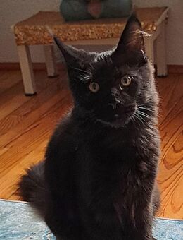 Maine Coon Kater - Donauwörth