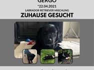 Gergö sucht ein liebevolles Zuhause! - Lippetal