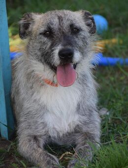 ♥️Francesca♥️ sucht ihre Familie - Remagen