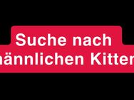 SUCHE männliches Kitten - Baunatal Zentrum