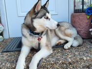Reinrassiger Sibirischer Husky - Neuhausen