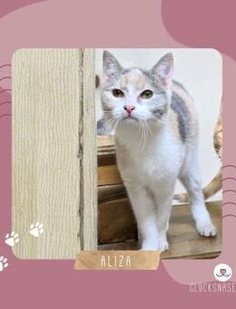 Kätzchen Aliza möchte Dein Herz erobern - Lalendorf