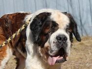 Bootsmann, Traumhund mit Handicap - Neuhausen (Spree)