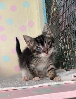Sammy aus dem Tierschutz - Grevenbroich