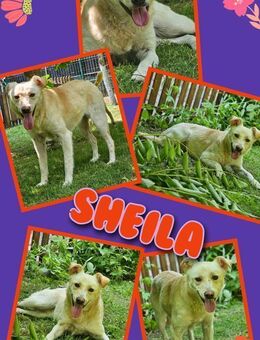 bezaubernde Hündin Sheila sucht Zuhause - Nürnberg