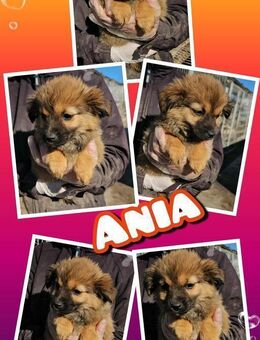 Süße Ania - bald auf Pflegestelle! - Nürnberg