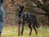 Daiki - netter Dobermann-Rüde - Kallmünz