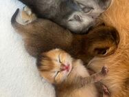 BKH süße Bärchen kitten - Wiesloch