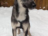 Kleine Paula❤ sucht Hundekenner mit Herz - Seggebruch