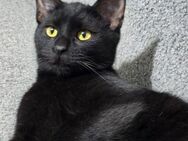 Tierschutz: 2 schöne schwarze Katzen - Berlin