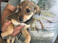 Asoka sucht besondere Menschen - Bissingen
