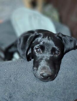 Nudli BE aufgeweckter kleiner Kerl - Neustadt (Rübenberge)