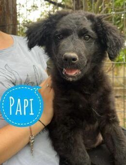 Papi ein Wunderbub - Flörsheim-Dalsheim