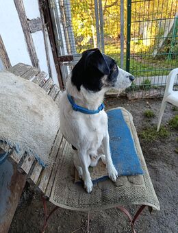 Fox Terrier Rüde ca 6 Jahre - Körner