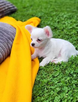 Chihuahua welpen - Holdorf (Niedersachsen)