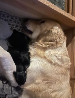 Tolle Golden Aussie Welpen mit Ahnenpass - Altendorf (Regierungsbezirk Oberpfalz)