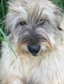 Zuhause gesucht für Tanana - Celle