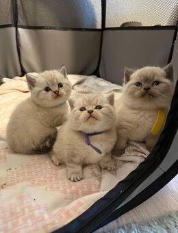 BKH Blue Point und Tabby Point Kitten - Bremen