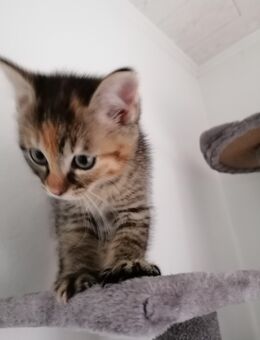 Katzenmädchen, Kitten, Katzenbaby kurzhaar - Gelnhausen