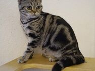 American Shorthair, Mädchen - Limburgerhof