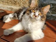 Maine Coon Kitten - Neubrandenburg